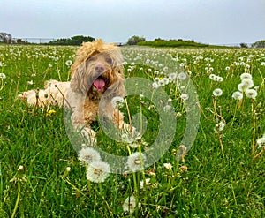 Cute Puppy Laying in Meadow