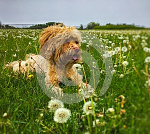 Cute Puppy Laying in Meadow on Summer Day