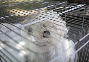 Cute puppy look sad in cage