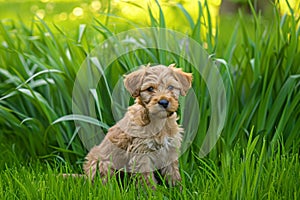 Cute puppy in lush green grass