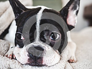 Cute puppy lying on the bed in the living room