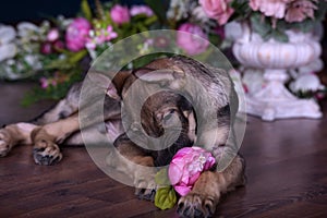 Cute puppy lying on the floor with flowers