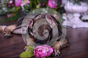 Cute puppy lying on the floor with flowers