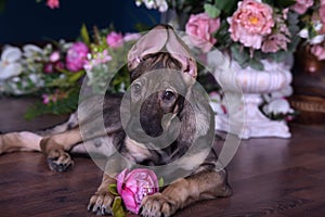 Cute puppy lying on the floor with flowers