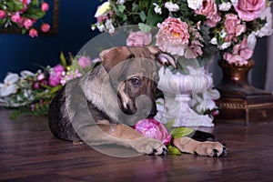 Cute puppy lying on the floor with flowers