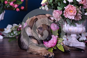 Cute puppy lying on the floor with flowers