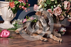 Cute puppy lying on the floor with flowers