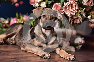 Cute puppy lying on the floor with flowers