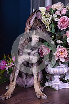 Cute puppy lying on the floor with flowers