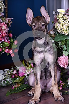 Cute puppy lying on the floor with flowers