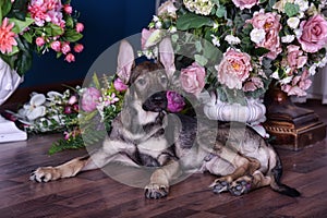 Cute puppy lying on the floor with flowers