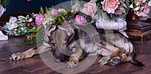 Cute puppy lying on the floor with flowers