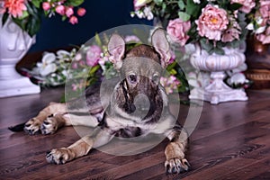 Cute puppy lying on the floor with flowers