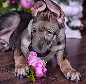 Cute puppy lying on the floor with flowers