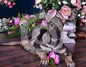 Cute puppy lying on the floor with flowers