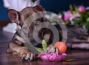 Cute puppy lying on the floor with flowers