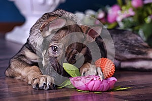 Cute puppy lying on the floor with flowers