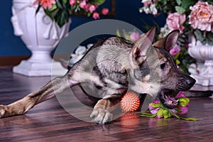 Cute puppy lying on the floor with flowers