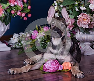 Cute puppy lying on the floor with flowers