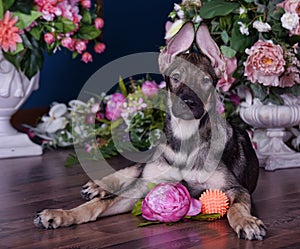 Cute puppy lying on the floor with flowers