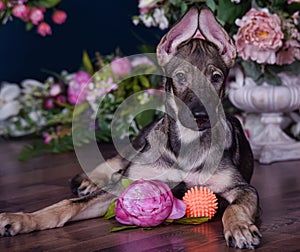 Cute puppy lying on the floor with flowers