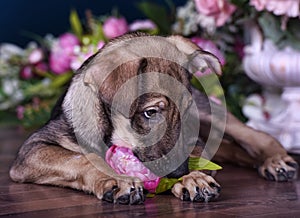 Cute puppy lying on the floor with flowers