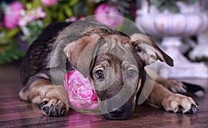 Cute puppy lying on the floor with flowers