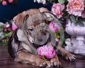 Cute puppy lying on the floor with flowers