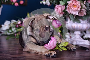 Cute puppy lying on the floor with flowers