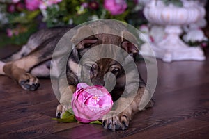 Cute puppy lying on the floor with flowers