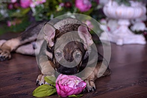 Cute puppy lying on the floor with flowers