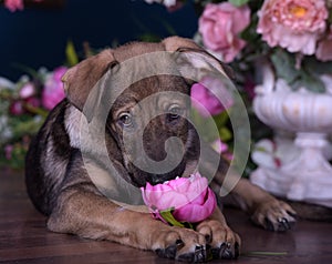 Cute puppy lying on the floor with flowers