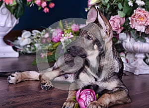 Cute puppy lying on the floor with flowers