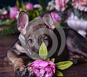 Cute puppy lying on the floor with flowers