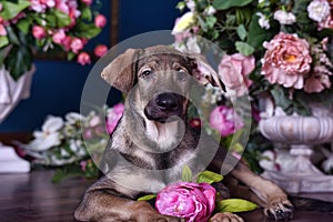 Cute puppy lying on the floor with flowers