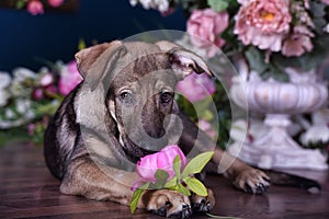 Cute puppy lying on the floor with flowers