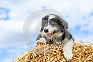 Cute puppy is lying on the hay bale