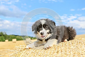 Cute puppy is lying on the hay bale