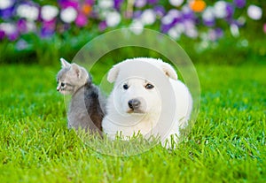 Cute puppy lying with kitten on green grass