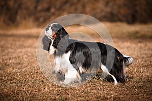 Cute puppy is lying on the sofa.Watching.Sad puppy.Postcard.On white background.Beautiful picture