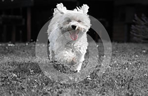 Cute puppy maltese dog running towards camera having fun