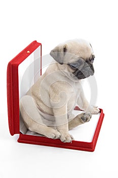Cute puppy in necklace box