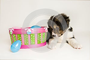 Cute Puppy next to Easter basket with plastic eggs