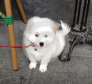 Cute puppy by the pavement