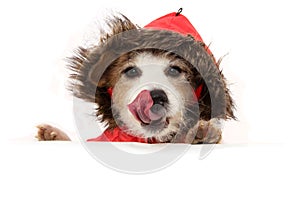 Cute puppy with paws over white sign wearing a red anorak or winter coat linking with tongue out. Isolated on white background