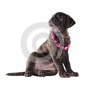 Cute puppy with pink beads