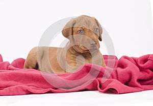 Cute puppy on pink blanket, looking