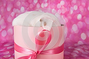 Cute puppy in a pink present box. Happy Birthday
