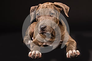 Cute puppy pitbull