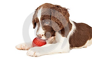 Cute Puppy Playing With Christmas Bulb